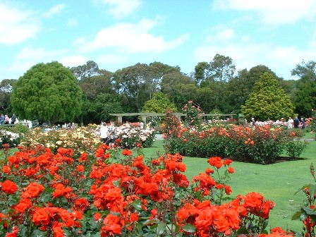 'Satchmo' is the name of the rose featured at the front of this picture. The award-winning Rose Garden, at Victoria Esplanade, Palmerston North, Manawatu, New Zealand - 7 December 2003