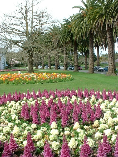 Victoria Esplanade in bloom, Palmerston North, Manawatu, New Zealand - 11 September 2004