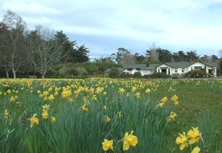 Mt Lees public Reserve daffodils, enjoy the easy bush walk, hear the native birds, Manawatu, New Zealand - 11 September 2004