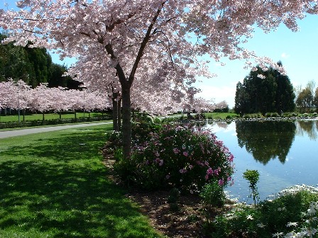 Cherry blossom and the sound of busy bees, at International Pacific College, Summerhill, Manawatu, New Zealand - 26 September 2004