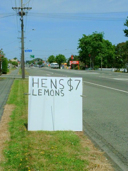 Hens With Talent - Hens Lemons. Sanson, Manawatu, New Zealand - 5 January 2008